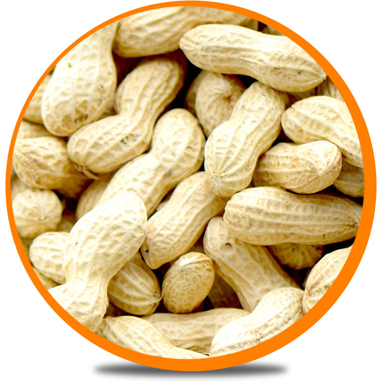 Peanut Inshell, the traditional type